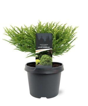 Cryptomeria jap. - Kryptomeria japońska Little Champion