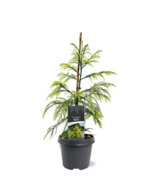 Cryptomeria jap. - Kryptomeria japońska Sekkan