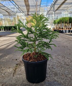 Cryptomeria jap. - Kryptomeria japońska Spiralis