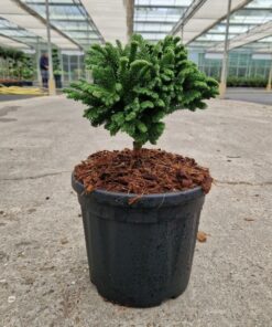 Cryptomeria jap. - Kryptomeria japońska Tomahawk