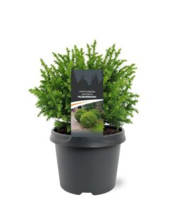 Cryptomeria jap. - Kryptomeria japońska Vilmoriniana