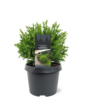 Cryptomeria jap. - Kryptomeria japońska Vilmoriniana