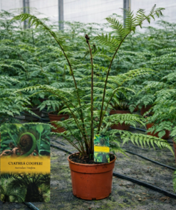 Cyathea Cooperii - Paproć drzewiasta Coopera