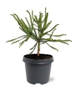 Cryptomeria jap. - Kryptomeria japońska Dacrydioides