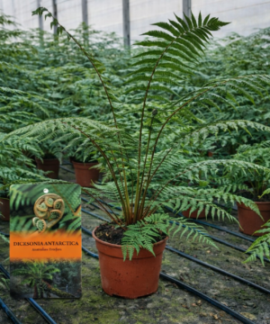 Dicksonia Antarctica - Diksonia antarktyczna