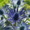 Eryngium - Eryngium Mikołajek Big Blue