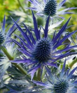 Eryngium - Eryngium Mikołajek Big Blue