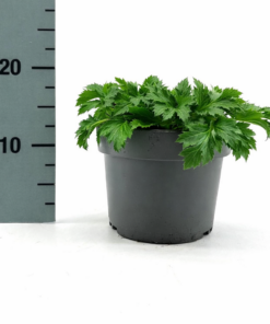 Alternative view of Eryngium - Eryngium Mikołajek Big Blue