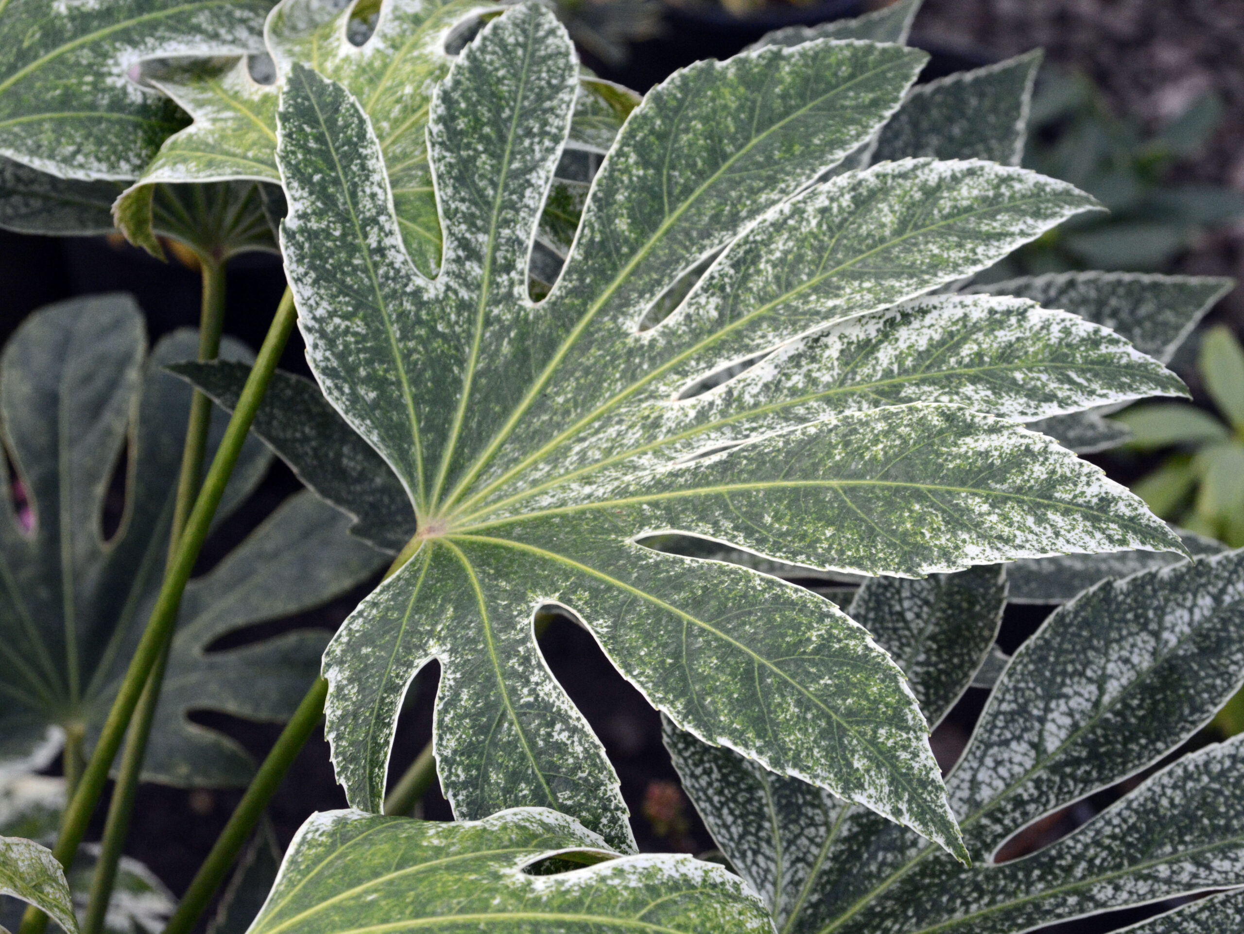 Fatsia japonica – Fatsja japońska Spidersweb - obrazek 3