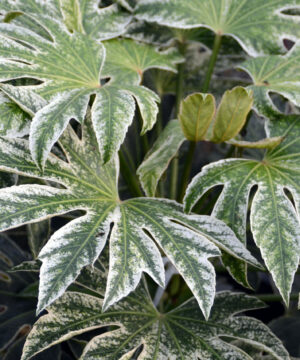 Alternative view of Fatsia japonica – Fatsja japońska Spidersweb