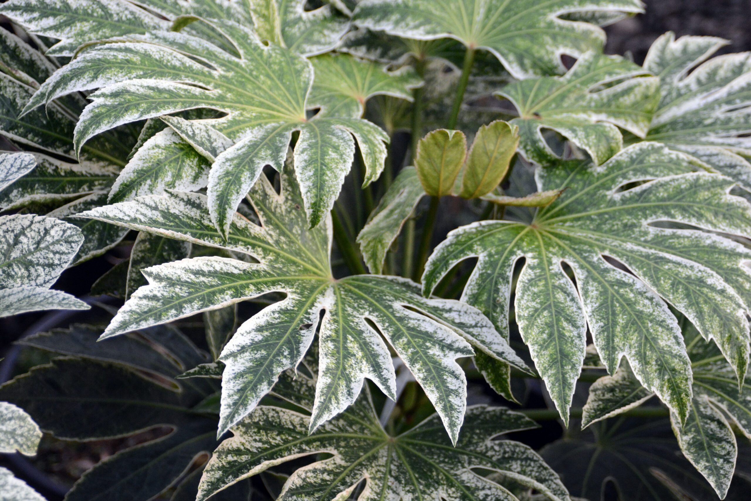 Fatsia japonica – Fatsja japońska Spidersweb - obrazek 2