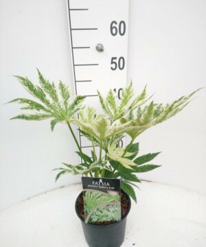 Fatsia japonica – Fatsja japońska Spidersweb