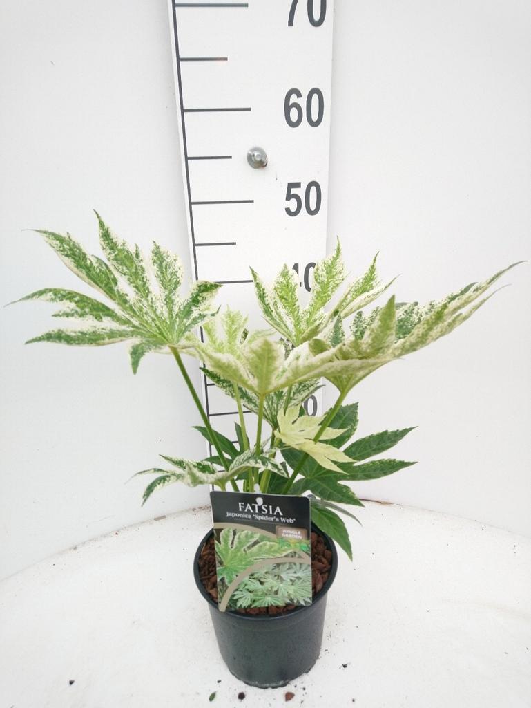 Fatsia japonica – Fatsja japońska Spidersweb