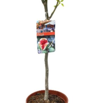 Ficus carica - Figowiec właściwy
