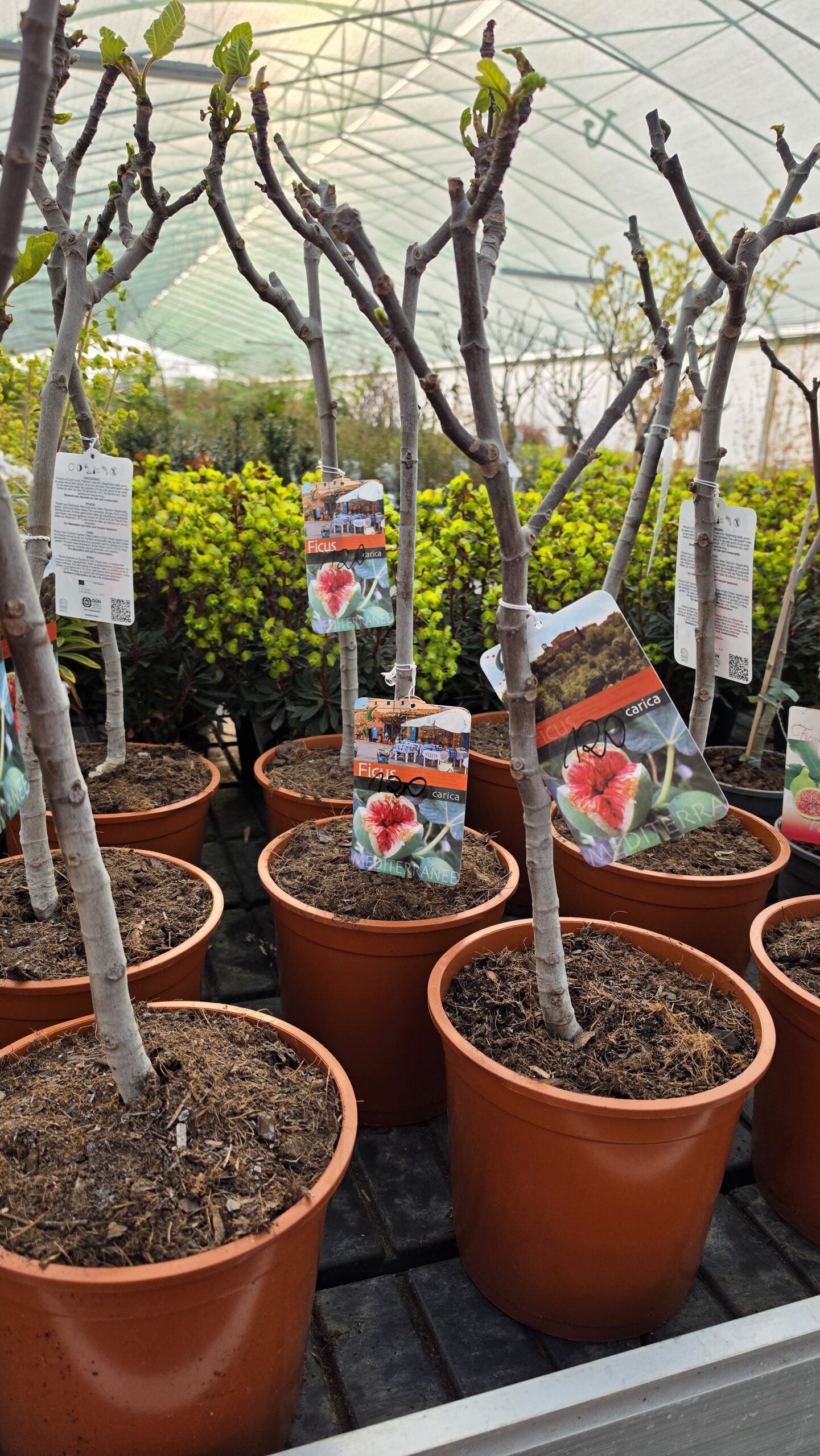 Ficus carica - Figowiec właściwy - obrazek 3