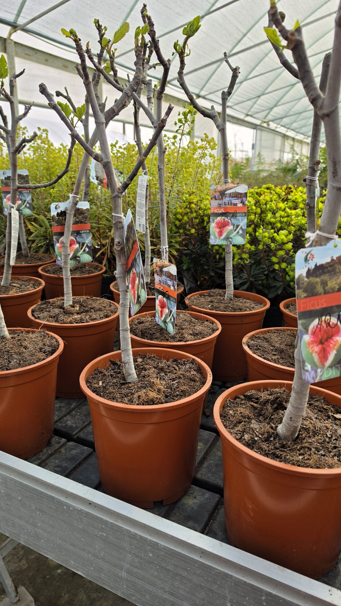 Ficus carica - Figowiec właściwy - obrazek 4