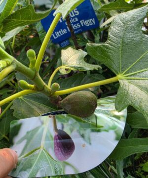 Ficus carica - Figowiec właściwy Little Miss Figgy 30-50cm