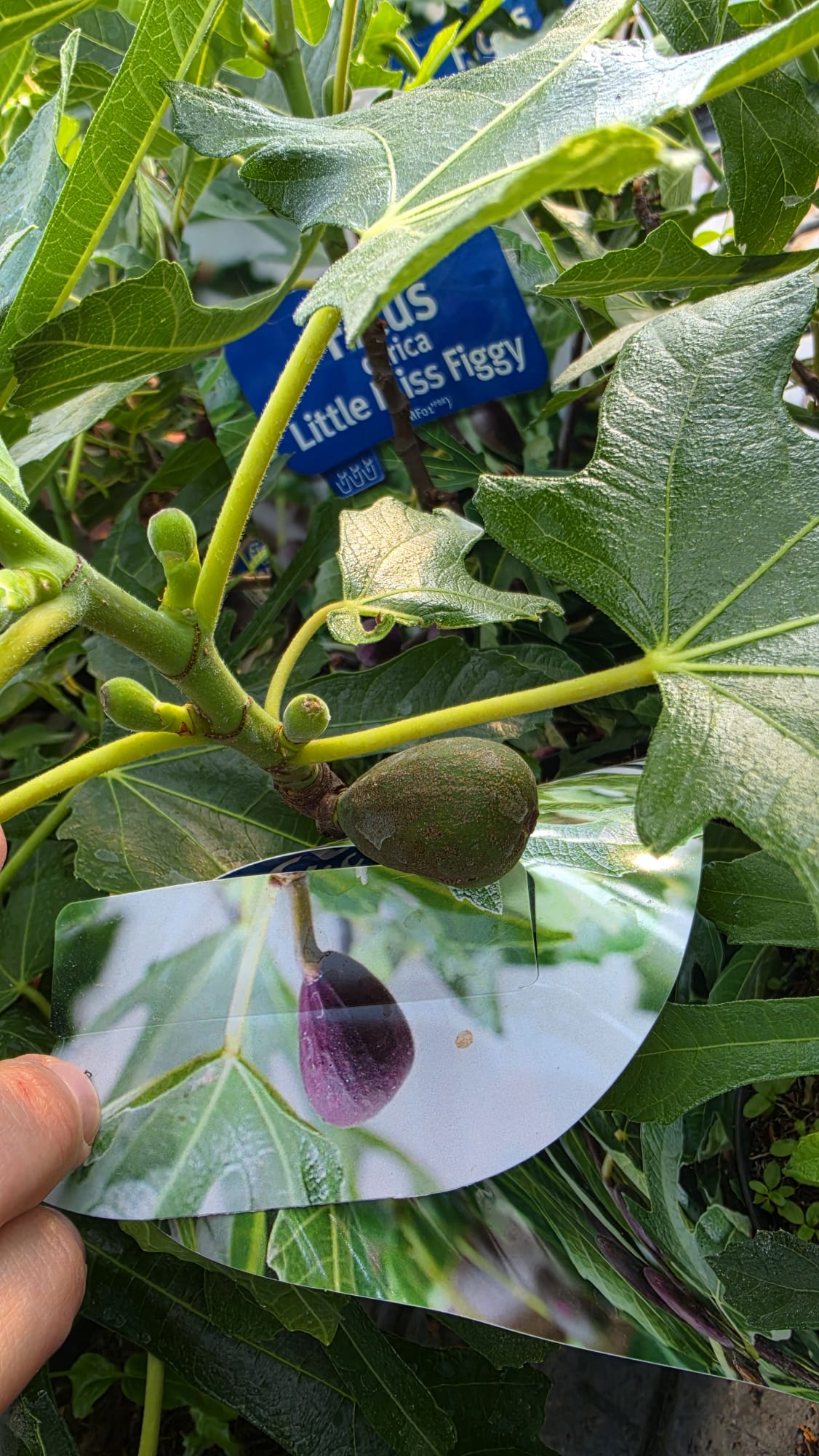 Ficus carica - Figowiec właściwy Little Miss Figgy 30-50cm