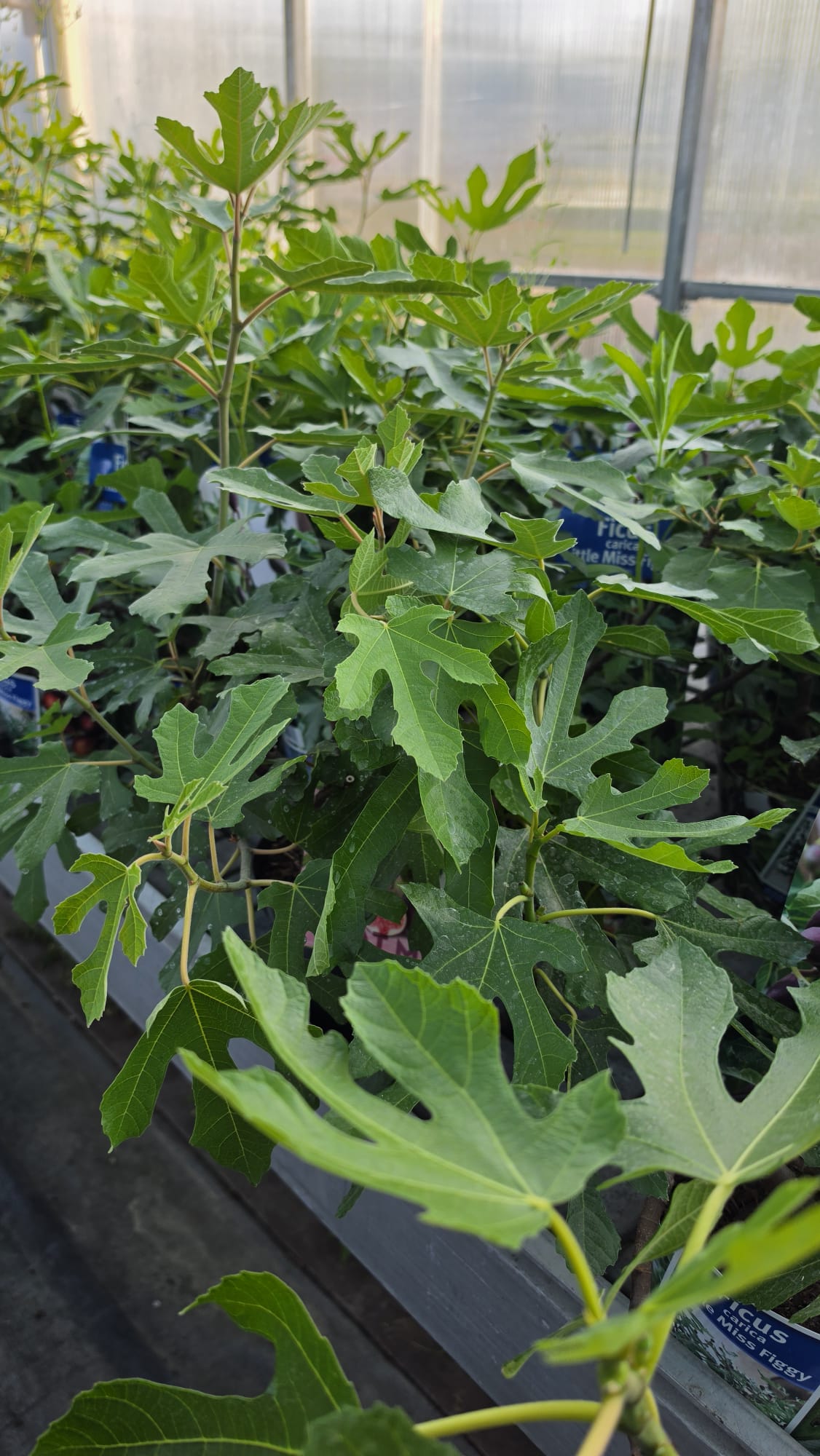 Ficus carica - Figowiec właściwy Little Miss Figgy 30-50cm - obrazek 5