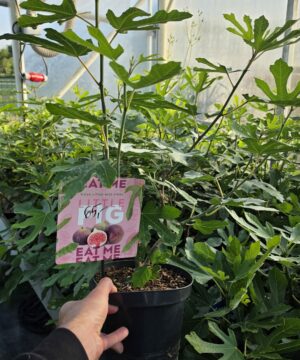 Alternative view of Ficus carica - Figowiec właściwy Little Miss Figgy 30-50cm