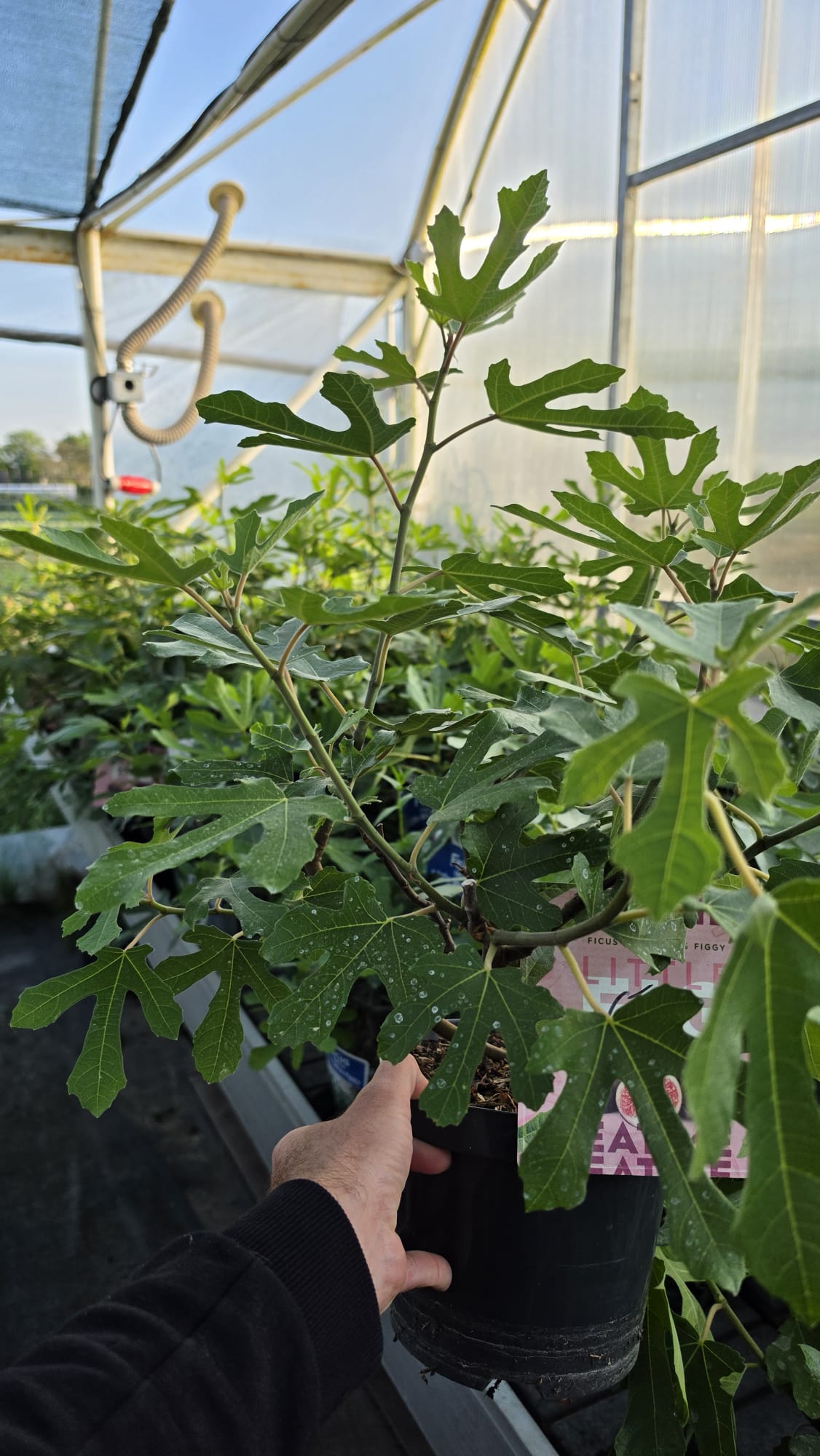 Ficus carica - Figowiec właściwy Little Miss Figgy 30-50cm - obrazek 6