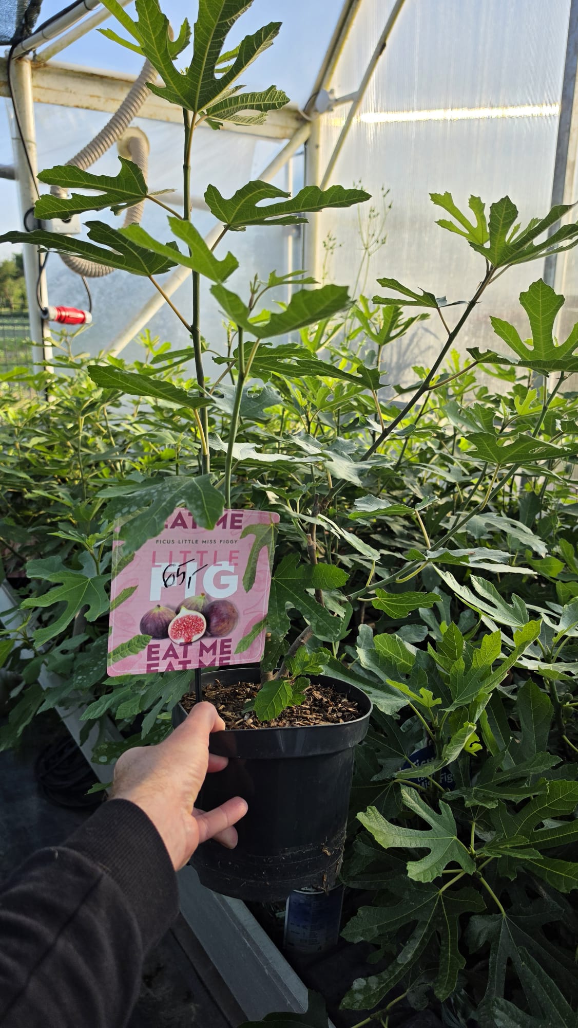 Ficus carica - Figowiec właściwy Little Miss Figgy 30-50cm - obrazek 2