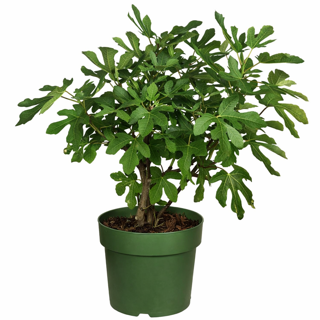 Ficus carica - Figowiec właściwy Little Miss Figgy - obrazek 2