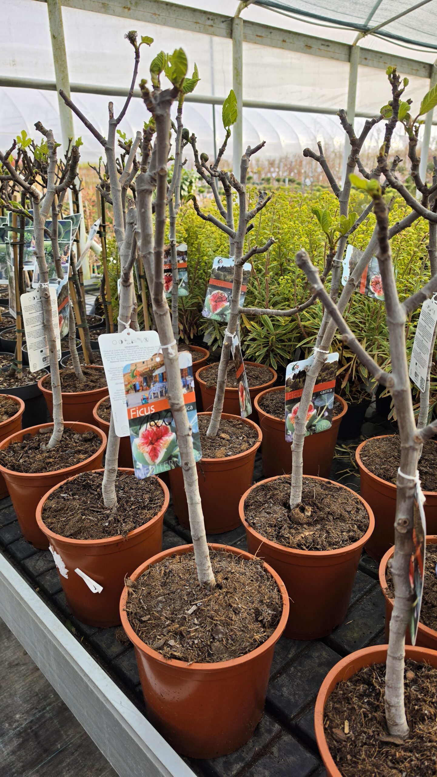 Ficus carica - Figowiec właściwy - obrazek 2