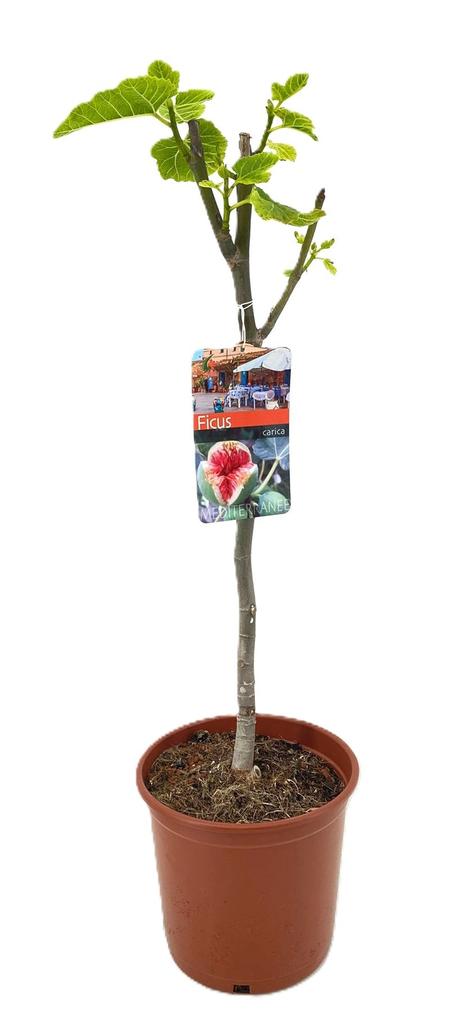 Ficus carica - Figowiec właściwy