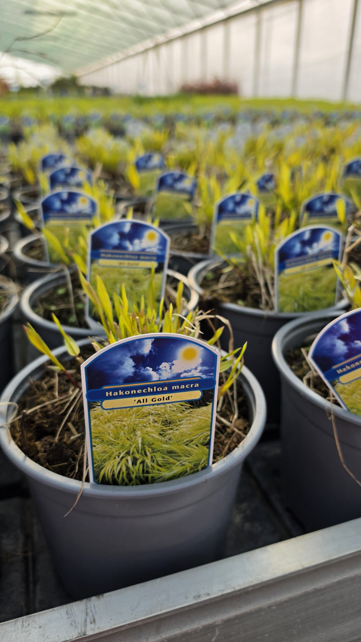 Hakonechloa macra - Hakonechloa smukła All Gold - obrazek 3