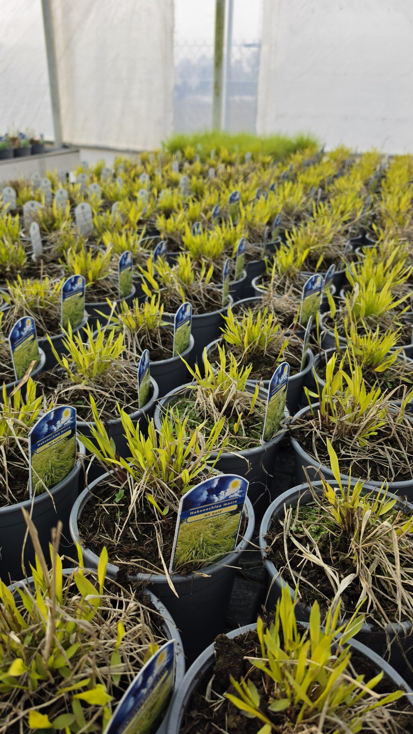 Hakonechloa macra - Hakonechloa smukła All Gold - obrazek 5