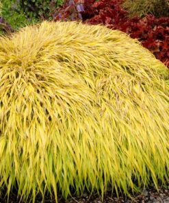 Hakonechloa macra - Hakonechloa smukła All Gold