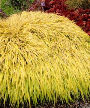 Hakonechloa macra - Hakonechloa smukła All Gold