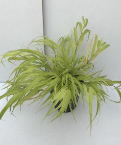 Alternative view of Hakonechloa macra - Hakonechloa smukła All Gold