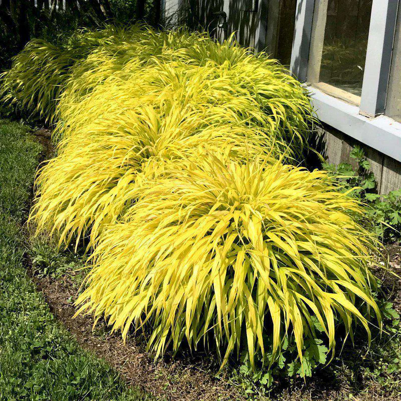 Hakonechloa macra - Hakonechloa smukła All Gold - obrazek 4