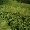 Hakonechloa macra - Hakonechloa smukła Macra