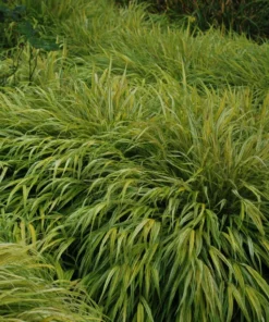 Hakonechloa macra - Hakonechloa smukła Macra