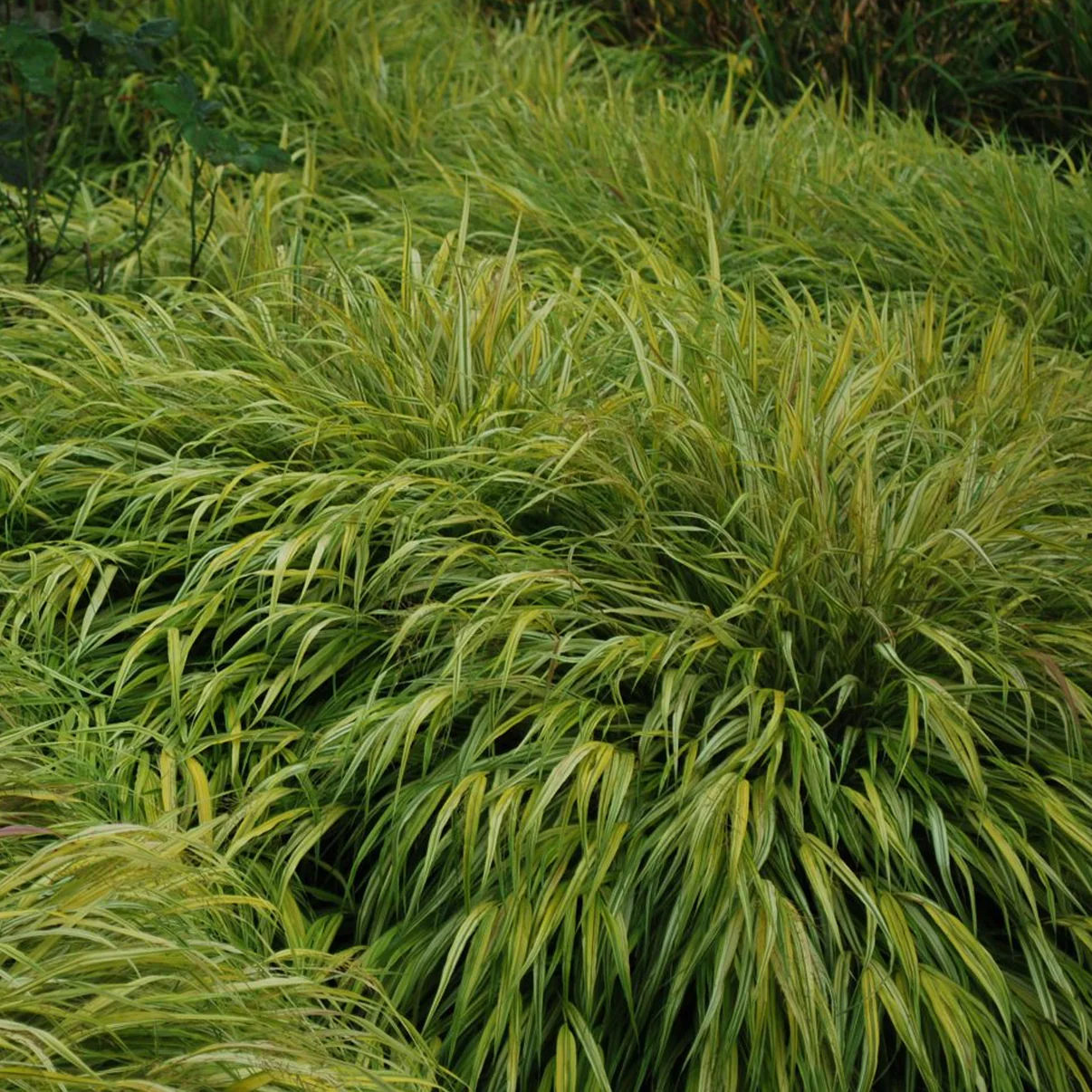 Hakonechloa macra - Hakonechloa smukła Macra
