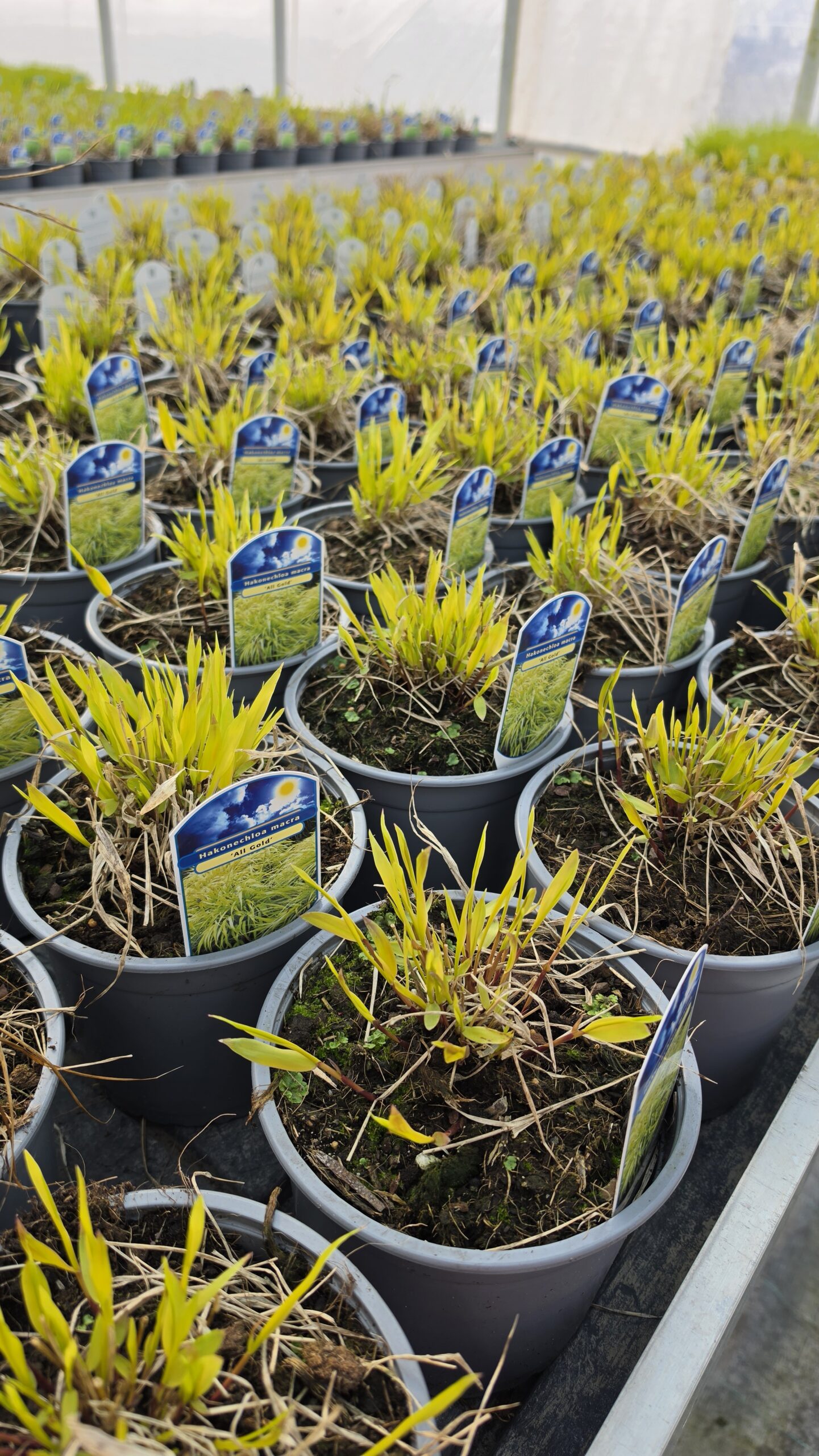 Hakonechloa macra - Hakonechloa smukła All Gold - obrazek 6