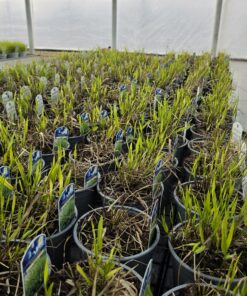 Alternative view of Hakonechloa macra - Hakonechloa smukła Macra