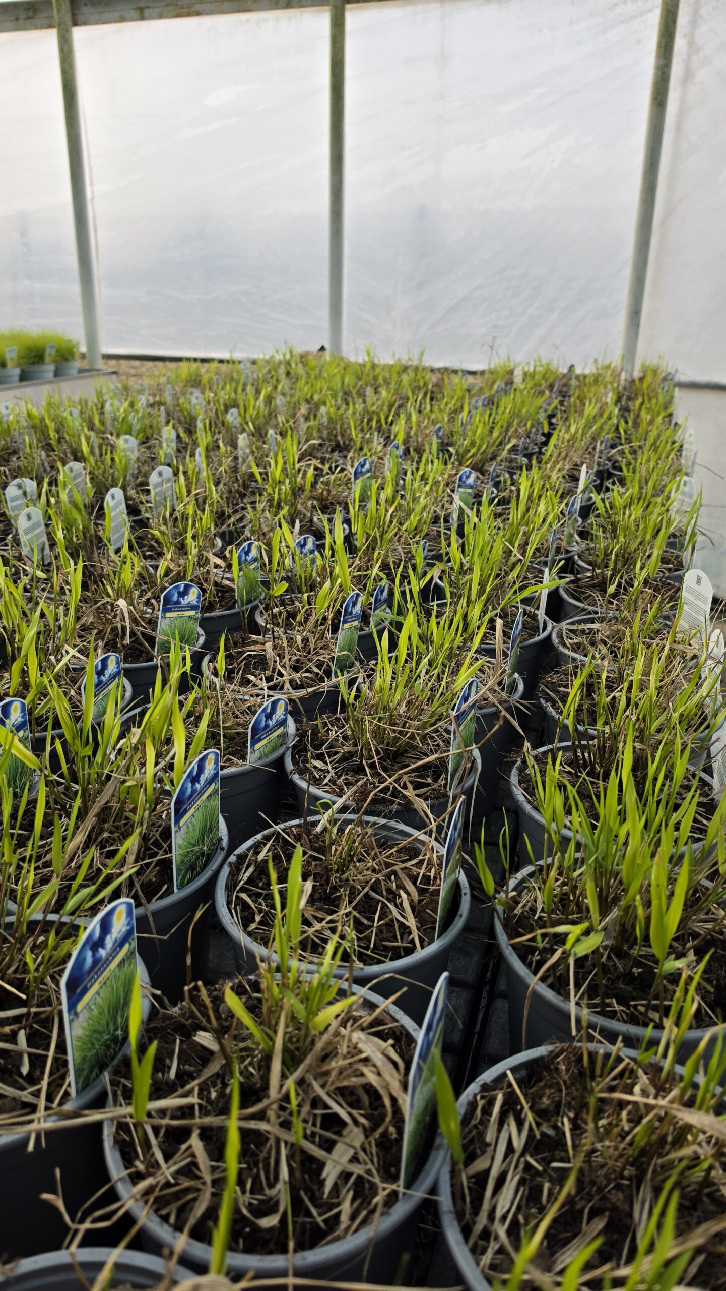 Hakonechloa macra - Hakonechloa smukła Macra - obrazek 2