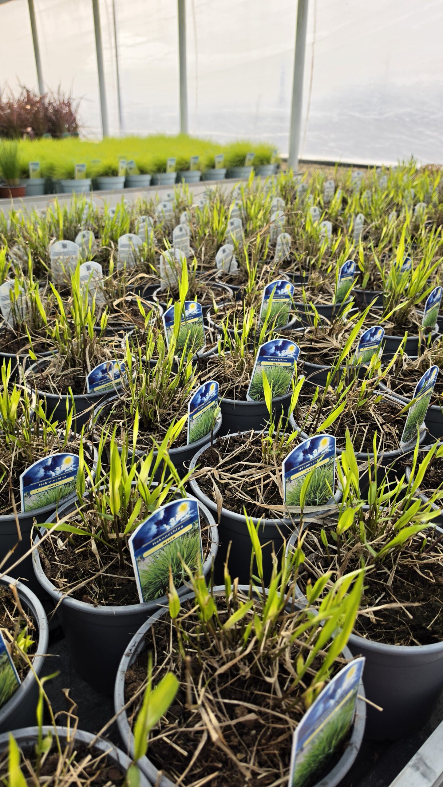 Hakonechloa macra - Hakonechloa smukła Macra - obrazek 3