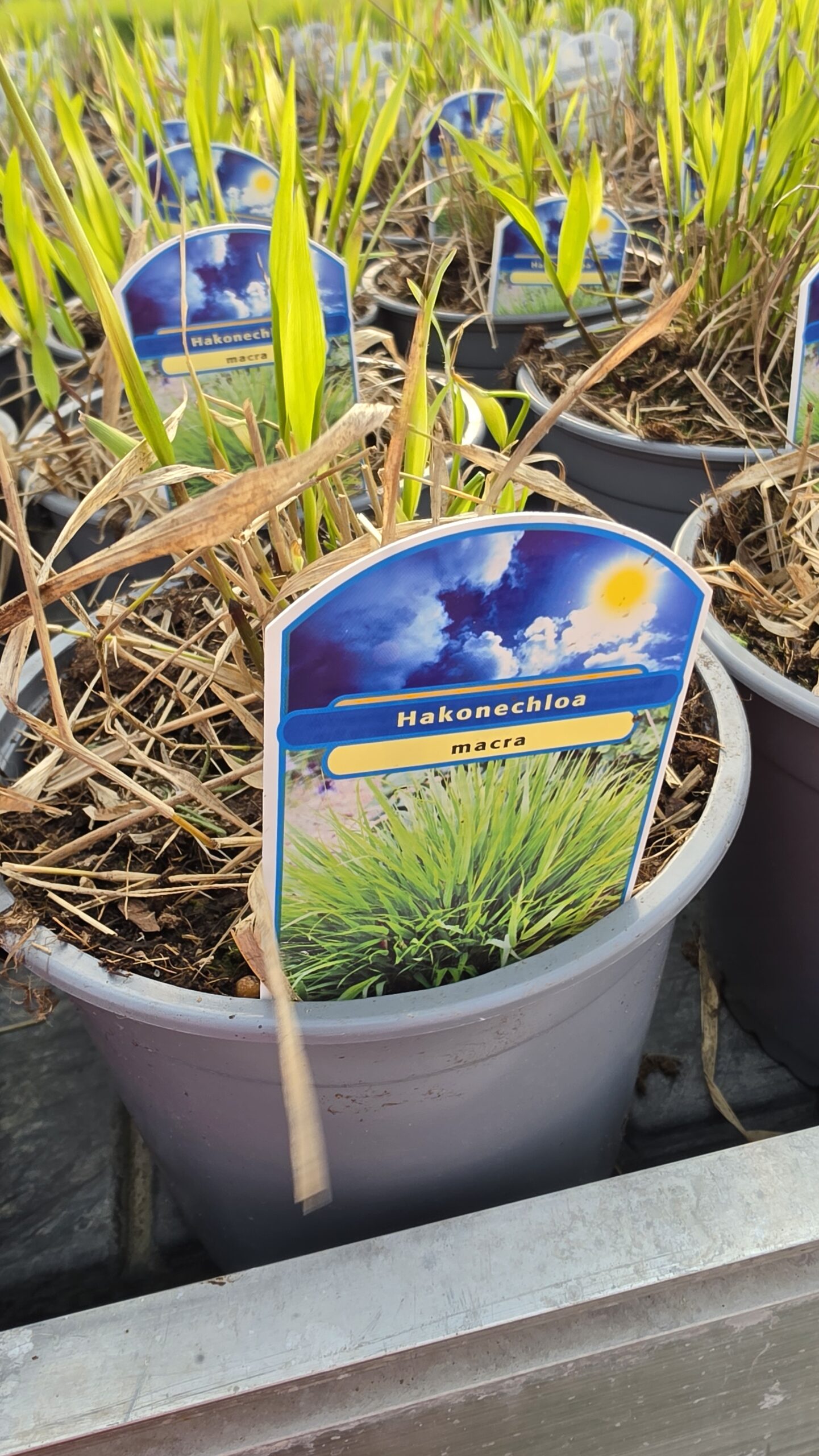 Hakonechloa macra - Hakonechloa smukła Macra - obrazek 4