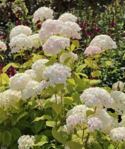 Alternative view of Hydrangea arborescens - Hortensja Candybelle Marshmallow