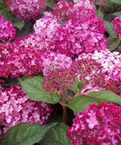 Alternative view of Hydrangea arborescens - Hortensja Ruby Annabelle