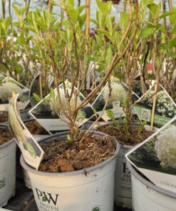 Alternative view of Hydrangea arborescens - Hortensja Strong Annabelle