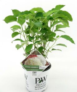 Hydrangea arborescens - Hortensja Strong Annabelle
