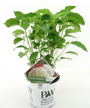 Hydrangea arborescens - Hortensja Strong Annabelle