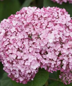 Alternative view of Hydrangea arborescens - Hortensja Sweet Annabelle