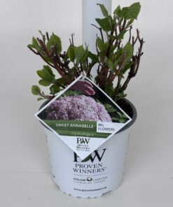 Hydrangea arborescens - Hortensja Sweet Annabelle